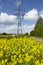 Green power - Colza field and transmission tower