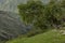 Green powerful old branching tree with lush foliage on slope of mountain in highland in sunny day. Summer mountain landscape.