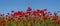 Green prairie covered by red poppy flowers