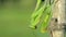 Green Praying Mantis. Blurred background.