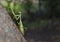 A green praying mantis climbing a tree