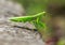 Green praying mantis crawls on surface close-up, isolated on blurred background, impressive wild insect outdoors