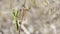Green praying Mantis on a dry branch in summer