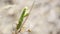 Green praying Mantis on a dry branch in summer