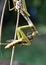 Green praying mantis eating a grasshopper