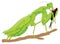 green praying mantis eating insect vector illustration transparent background