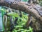 Green praying Mantis hanging on a tree branch.