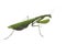 Green praying mantis insect