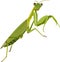 Green praying mantis insect animal vector