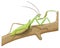 green praying mantis kung fu insect vector illustration transparent background