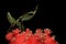 A green praying mantis is looking for prey on a cactus flower.