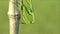 Green Praying Mantis (Mantis religiosa).