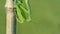 Green Praying Mantis Mantis religiosa. Close-up.