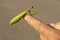 Green praying mantis rest on a finger