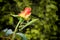 Green Praying Mantis on a Rose