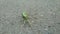 Green praying mantis on the street. Blur or blurred background.