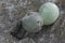 green prehnite spheres and dark epidote