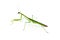 Green Preying Mantis