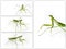 Green Preying Mantis collection