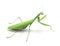 Green preying mantis ISOLATED