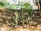 Green prickly cacti similar to the eared figurines of fabulous animals, Greece