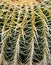 Green prickly Cactus