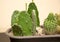 Green prickly cactus in the home