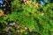 Green prickly evergreen tree branch closeup as background