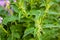 Green prickly nettle bushes in the garden