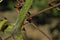 Green and prickly pumpkin branch