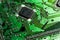 Green printed circuit with microchip and capacitors, close up