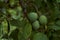 Green prune plum on the background of foliage