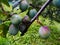 Green prunes on the branch after the rain, where the blue begins to appear