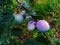 Green prunes on the branch after the rain, where the blue begins to appear