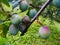 Green prunes on the branch after the rain, where the blue begins to appear