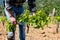 Green pruning of the vineyard in spring. Agriculture