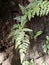 Green pteridophyta ferns