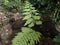 Green pteridophyta ferns