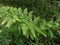 Green pteridophyta ferns