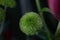 Green puff ball flower