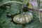 green pumkin growing in the garden