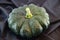 Green pumpkin on black background