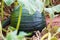 Green Pumpkin Growing