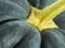 Green pumpkin macro detail