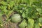 Green pumpkin marrow plant on stem growing in garden