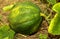 A green pumpkin in the plant with leaves in a farm field.