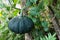 Green pumpkin on stem growing in garden