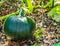 Green pumpkin vegetable growing on a pumpkin plant