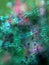 Green and purple, abstract micrograph of marine algae, Niantic,
