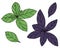Green and purple basil hand drawn. Set of spice isolated on white background. Vector illustration